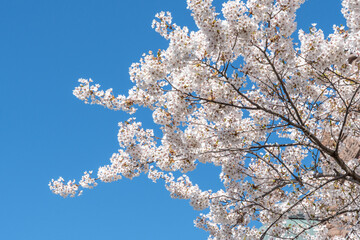 Cherry tree blossom in Toronto, Canada. The event marks the arrival of springtime and it is a local tradition to go see the trees with its flowers