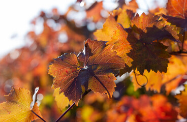 Vineyards in the autumn with red foliage. Winemaking. Macro photography of a leaf covered with dew. Selective focus.
