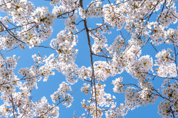 Cherry tree blossom in Toronto, Canada. The event marks the arrival of springtime and it is a local tradition to go see the trees with its flowers