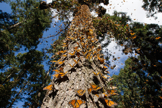 Monarch butterfly flying in Mexico