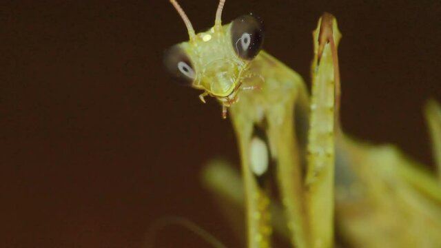 Closeup of a praying mantis 4k