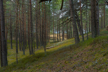 Forest in the sea dunes