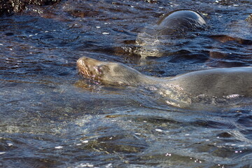 Sea lions in a tidal pool at Punta Espinoza, Fernandina Island, Galapagos, Ecuador