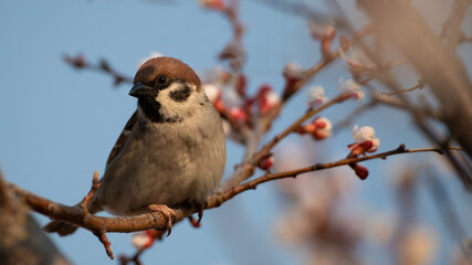sparrow on an apricot flowering branch