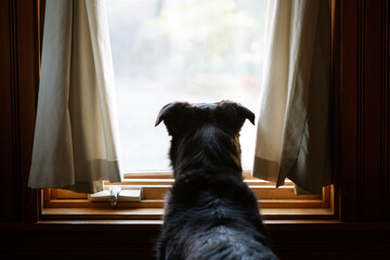 Rear view of mixed breed dog looking out window
