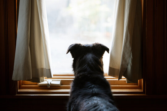 Rear View Of Mixed Breed Dog Looking Out Window