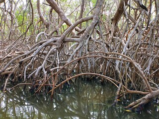 tree in the water
