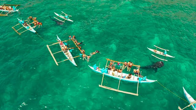 Tourists are watching whale sharks in the town of Oslob, Philippines, aerial view. Summer and travel vacation concept