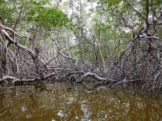 alligator in the swamp