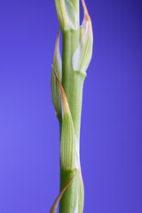 Tige d'aloe Vera et ses feuilles sur un fond violet