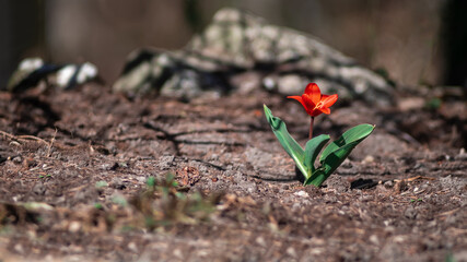 Samotny wiosenny kwiat czerwony tulipan kaufmanniana showwinner