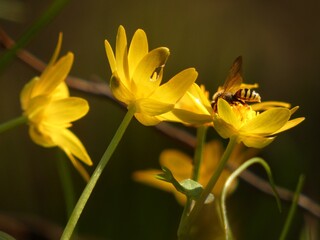Honey bee on yellow flowers of lesser celandine (Ficaria verna), Poland
