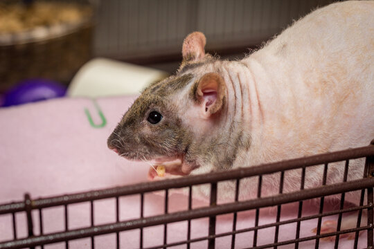 Patch-Work Bilder – Durchsuchen 109 Archivfotos, Vektorgrafiken und ...