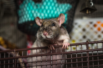 Patchwork Hairless Pet Rat