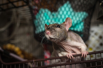 Patchwork Hairless Pet Rat