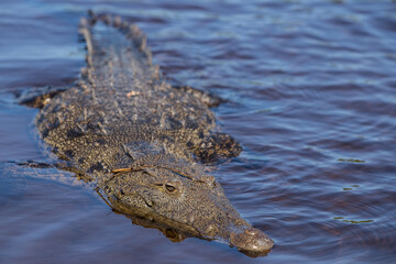 swimming crocodile in the river