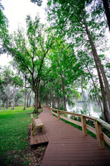 The landscape of Hillsborough river bank at Tampa, Florida