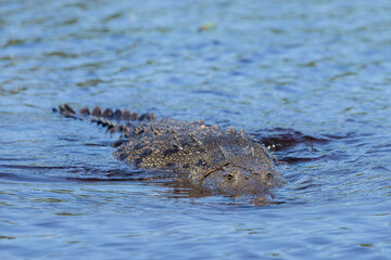 swimming crocodile in the river