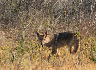 Coyote in warm morning sunlight