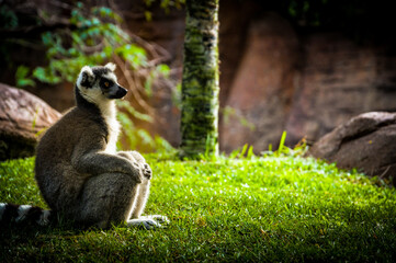 lemur waiting