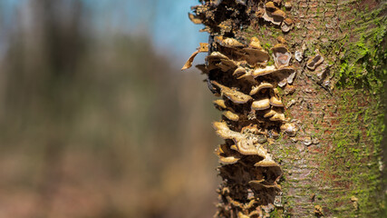 Małe grzyby na pniu drzewa