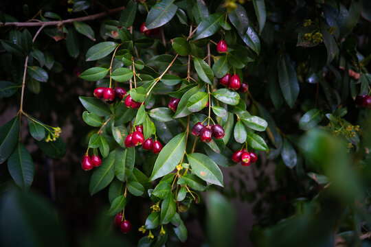 Australian myrtle fruits on the tree.
