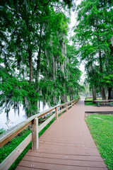 The landscape of Hillsborough river bank at Tampa, Florida