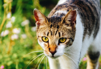Fototapeta premium the portrait of a street cat walking in the grass