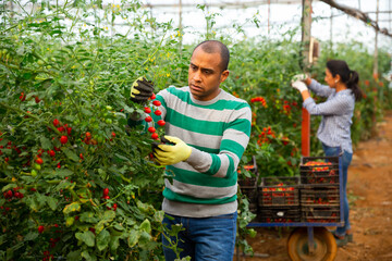 Happy latino farm owner picks ripe red tomatoes in a greenhouse