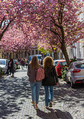 Fototapeta na wymiar Touristen in der Bonner Altstadt während der Kirschblüte im Frühling