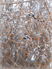 Pussy-willows in spring, a beauty of Easter time