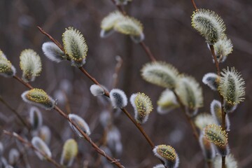 Pussy-willows in spring, a beauty of Easter time