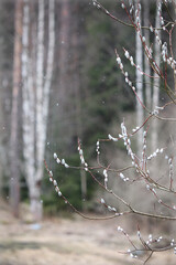 Pussy-willows in spring, a beauty of Easter time
