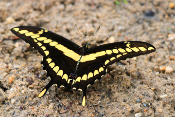 Black and yellow butterfly closeup