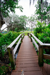 The landscape of Hillsborough river bank at Tampa, Florida