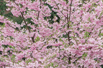 Blossoming cherry branches with white flowers in the garden.