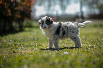 Fototapeta premium Australian shepherd puppy in the grass