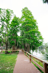 The landscape of Hillsborough river bank at Tampa, Florida