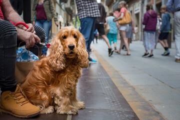 elderly man holds an English cocker spaniel on leash while sitting on street in European city. dog...