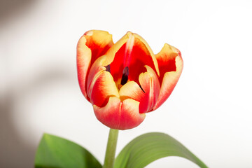 Red-yellow tulip flower, shadow from the flower on the background.