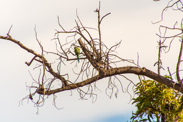 Fototapeta na wymiar Pájaro colgado en una rama de un árbol en el municipio de La Orotava