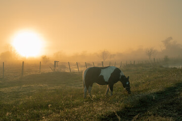 Caballo pastando al amanecer con neblina que se interpone al sol. 