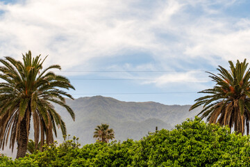 Paisaje con palmeras y nubes en el fondo del Victoria Garden, en el municipio de La Orotava