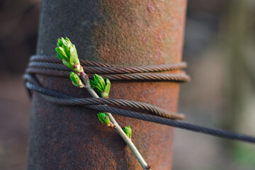 A fresh stem with young green leaves is entangled with a coarse iron rope. Freedom oppression concept.