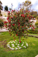 Callistemon rigidus pertenece a la familia myrtaceae