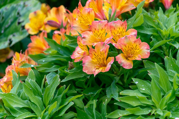 Alstroemeria sp pertenece a la familia Alstroemeriaceae