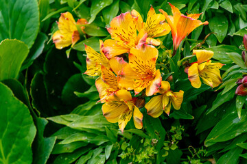 Alstroemeria sp pertenece a la familia Alstroemeriaceae