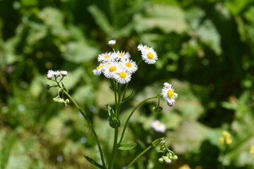 Spring roadside flowers "Philadelphia fleabane". Asteraceae perennial weed.