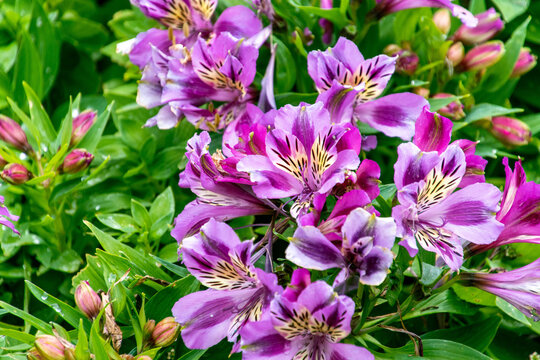 Alstroemeria sp pertenece a la familia Alstroemeriaceae