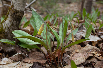 Trout Lily 